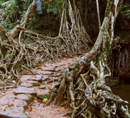 living-root-bridge